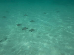 estrelas-do-mar